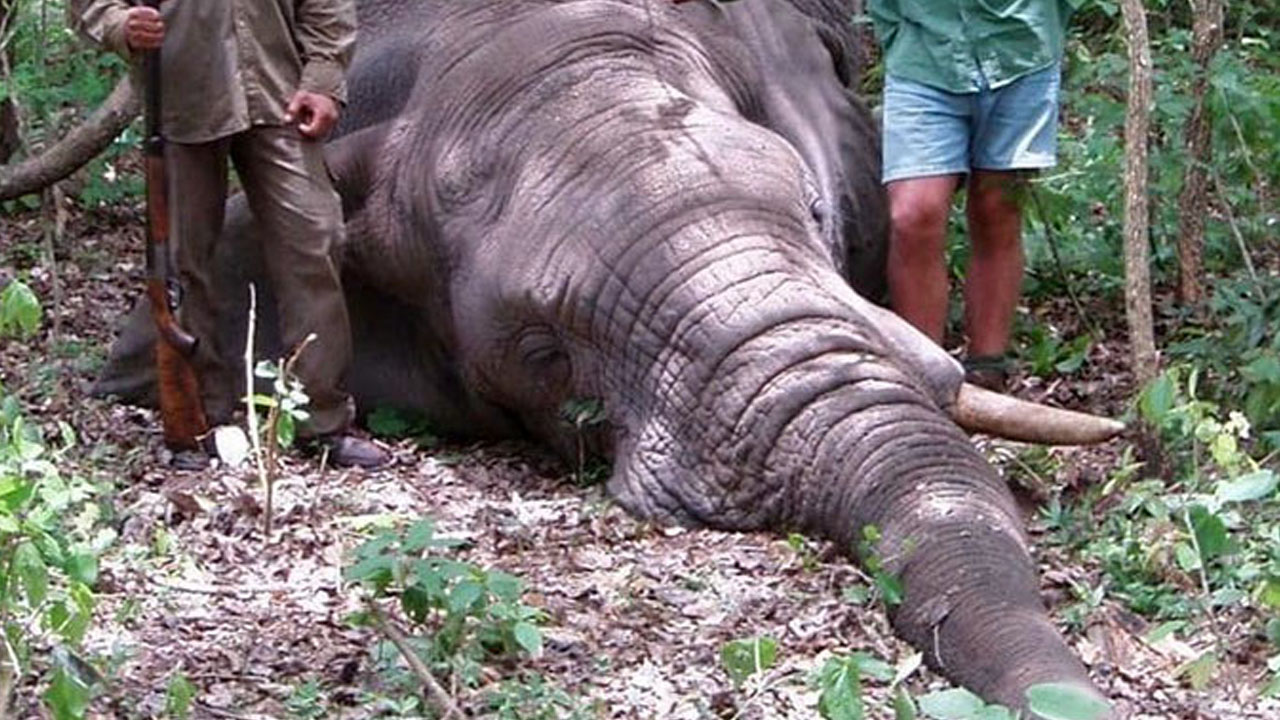 야생 동물 사냥꾼, 코끼리에 짓밟혀 사망 