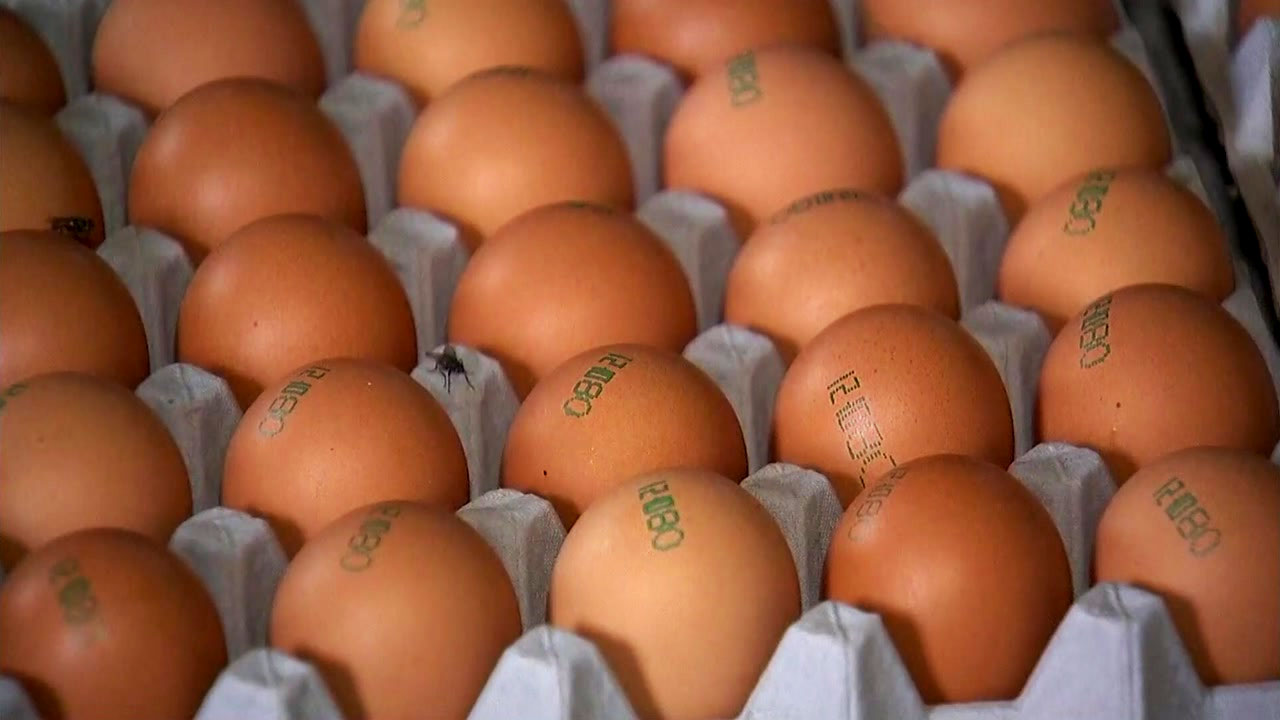 [뉴스앤이슈] "살충제가 왜 계란에?"...살충제 달걀의 습격