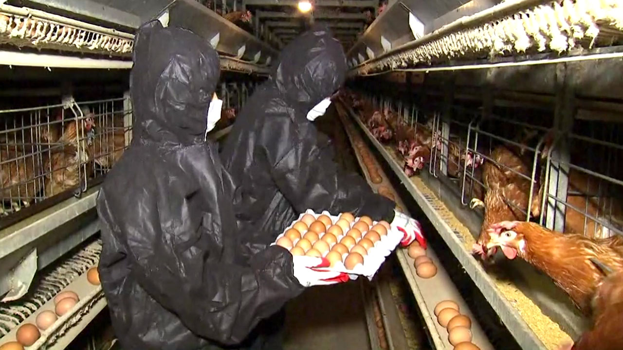 '살충제 달걀' 농장 모두 6곳...유통 제품서도 발견