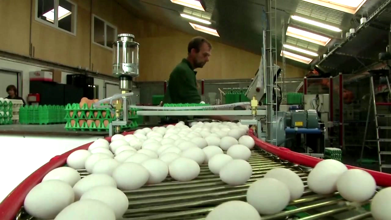 '살충제 계란' 불똥 맞은 19개 국가 총력 대응
