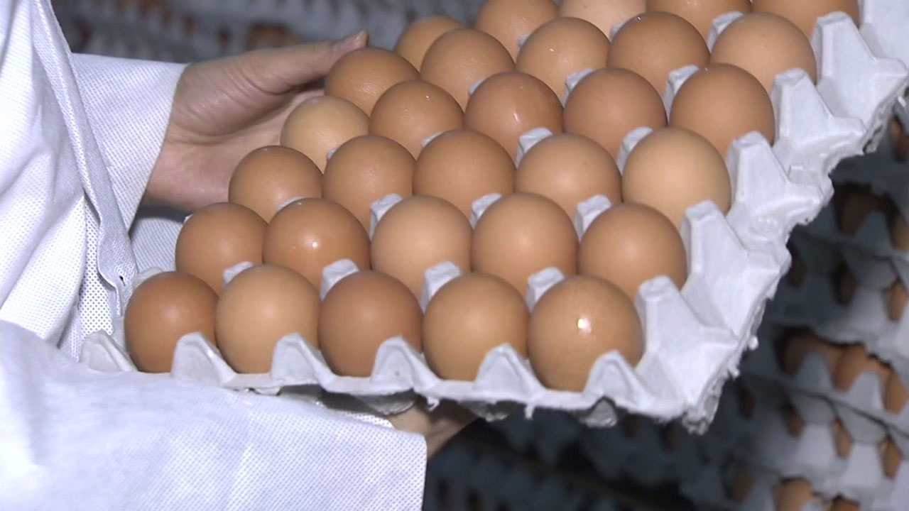 살충제 달걀 31곳으로 늘어...87%가 친환경