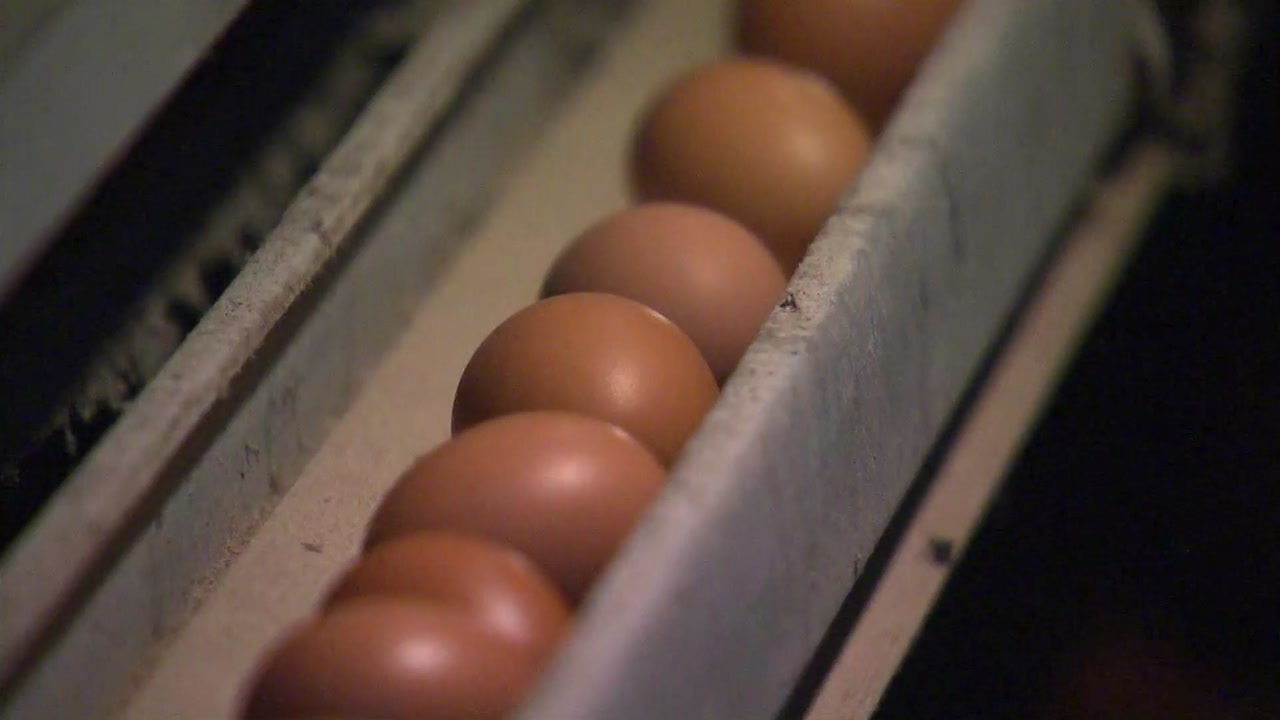 살충제 달걀 공식집계 32곳...40곳 넘어갈 듯