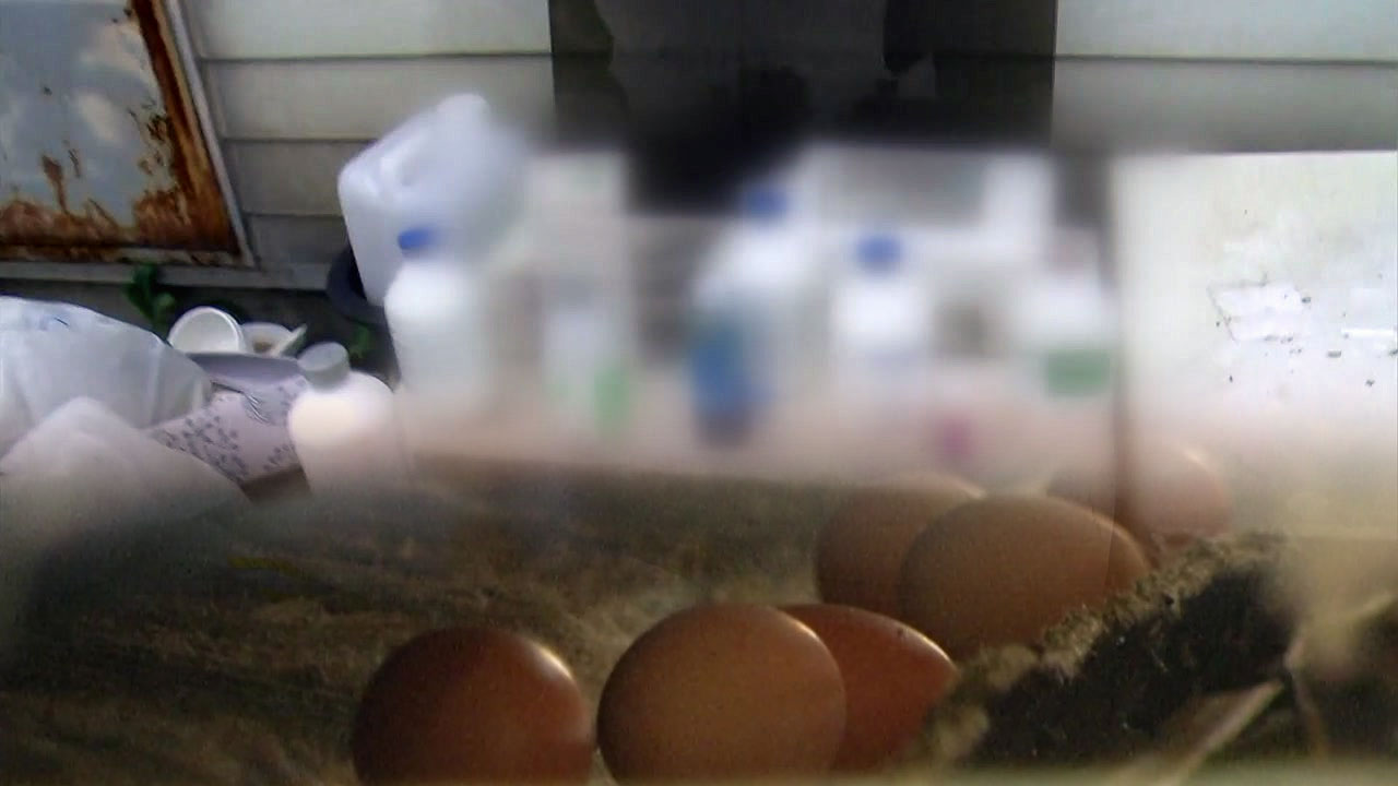중국산 분말로...달걀 살충제 '불법 제조·유통'