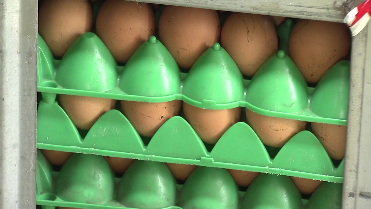 [취재N팩트] '살충제 달걀' 45곳...오늘 검사 마무리
