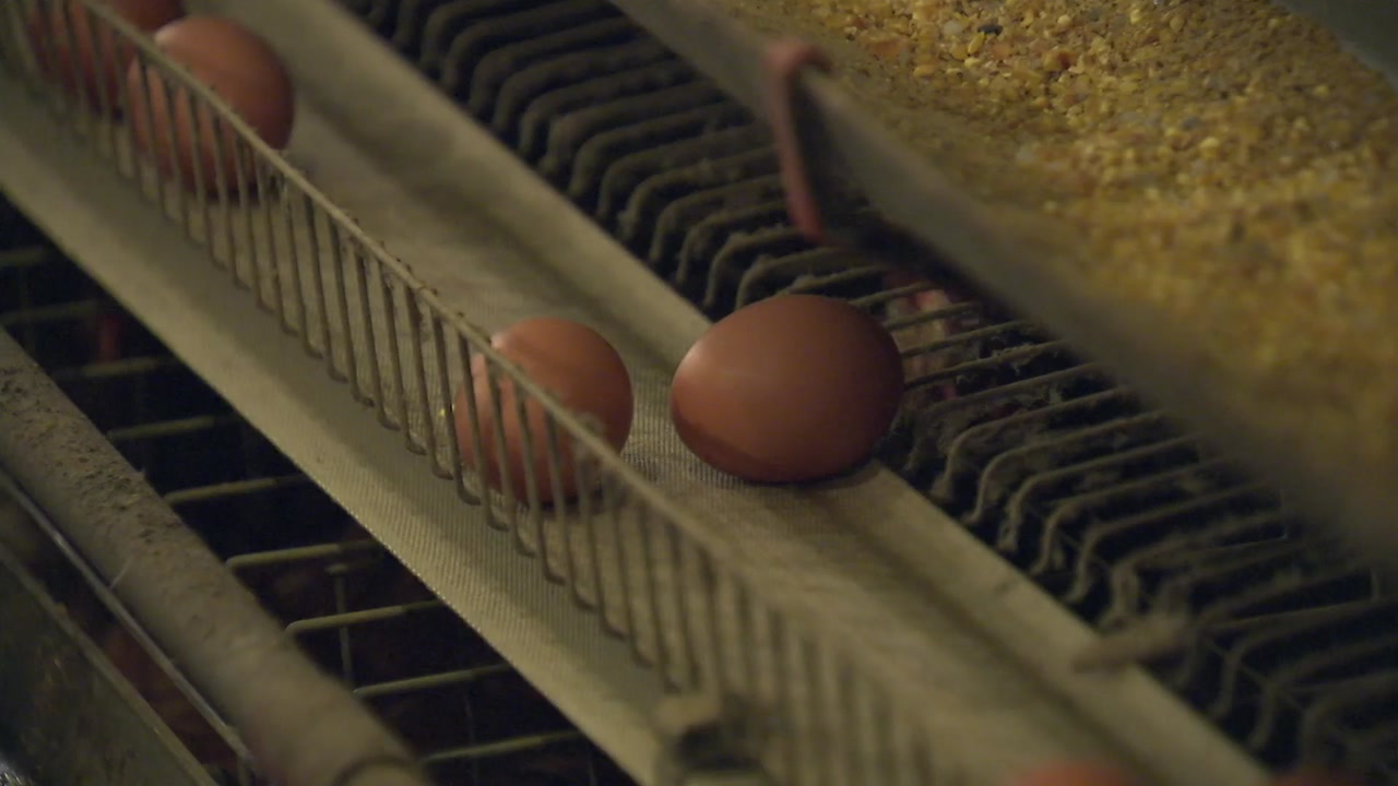 '살충제 달걀' 49곳 검출...전체 생산량의 4％ 차지