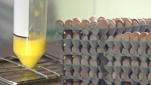  '살충제 달걀' 12개 시·도 재검사 실시