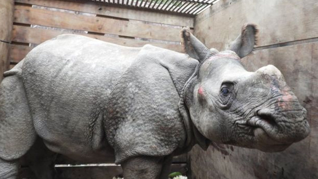 네팔에서 떠내려간 코뿔소, 인도에서 살아있는 채 발견 