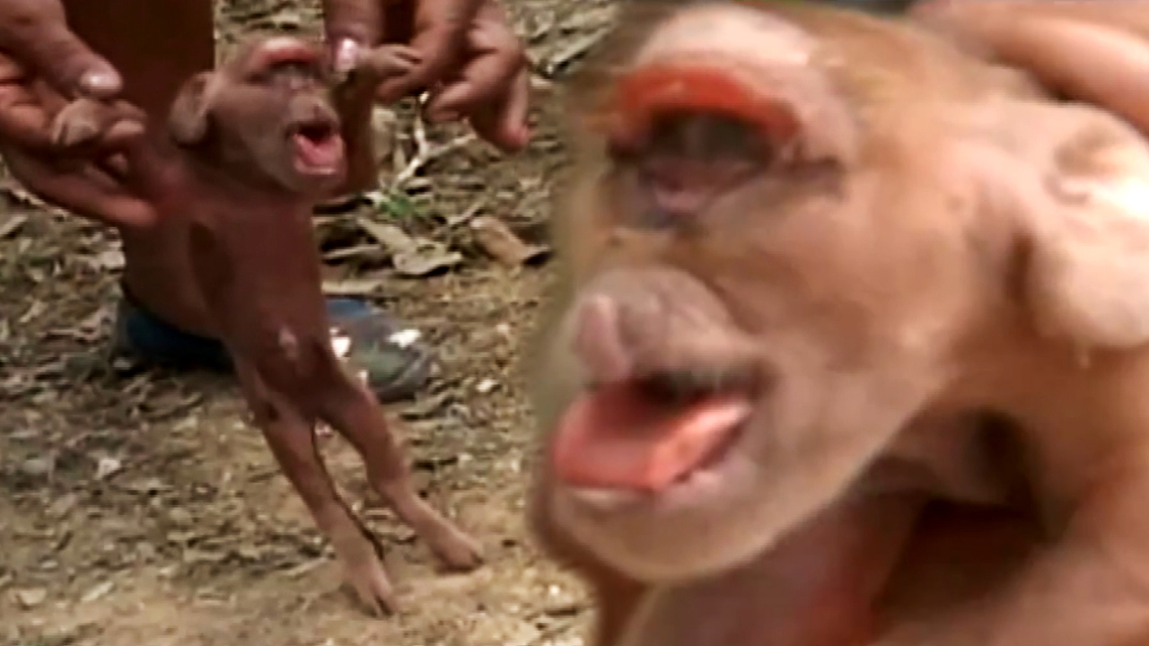 쿠바에서 원숭이 닮은 새끼 돼지 태어나