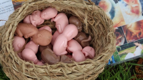 '임신 중절하는 여성' 괴롭히기를 금지하려는 호주