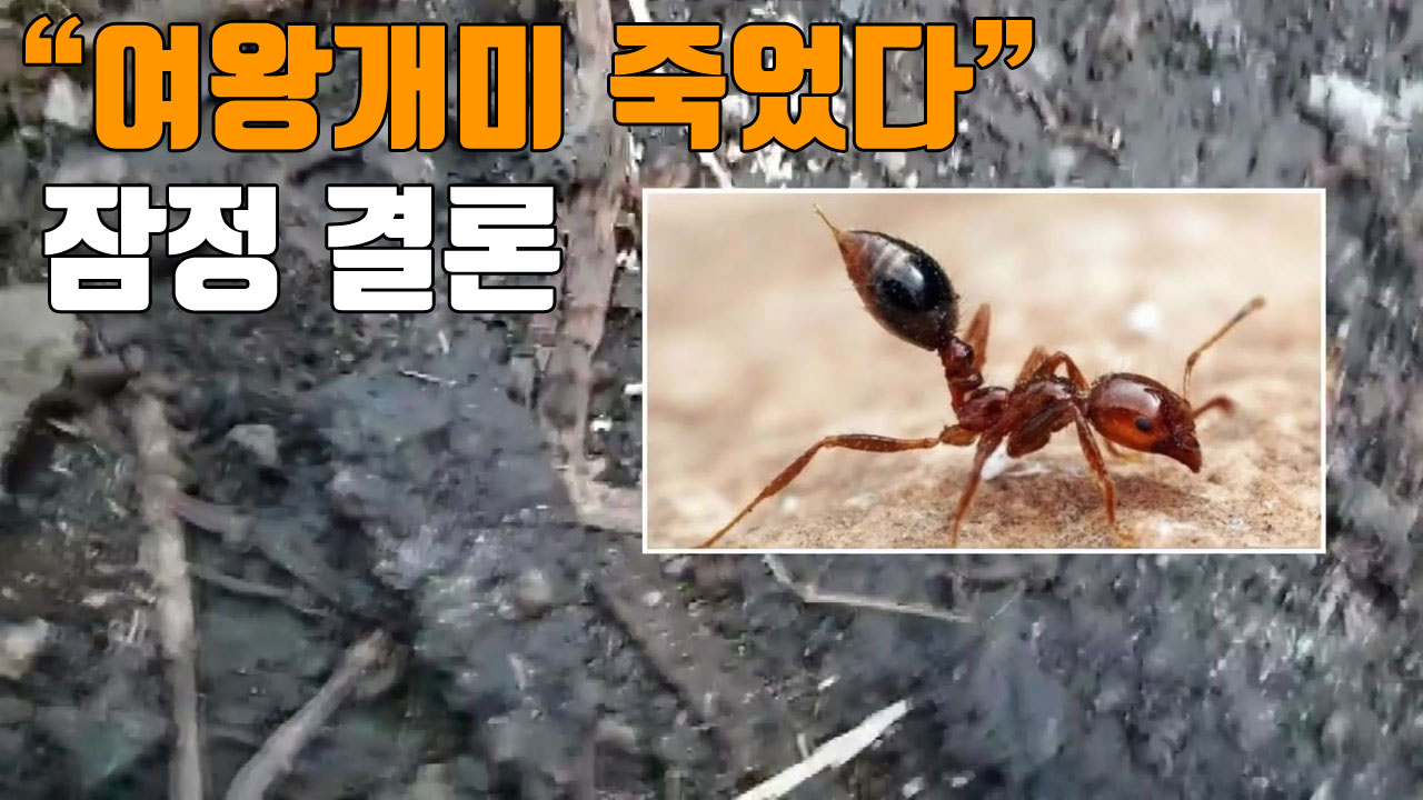 [자막뉴스] 외래 붉은 불개미·여왕개미 사멸 잠정 결론