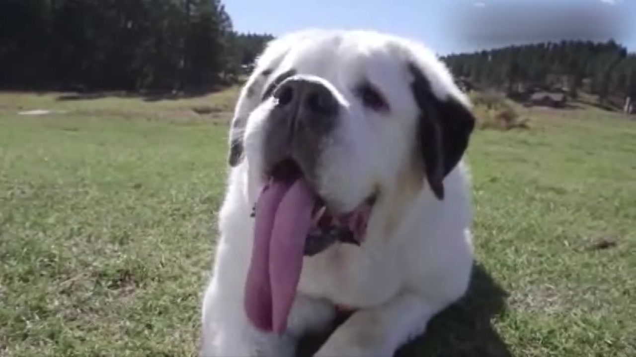 [영상] '기네스북 스타' 세계에서 가장 긴 혀 가진 개