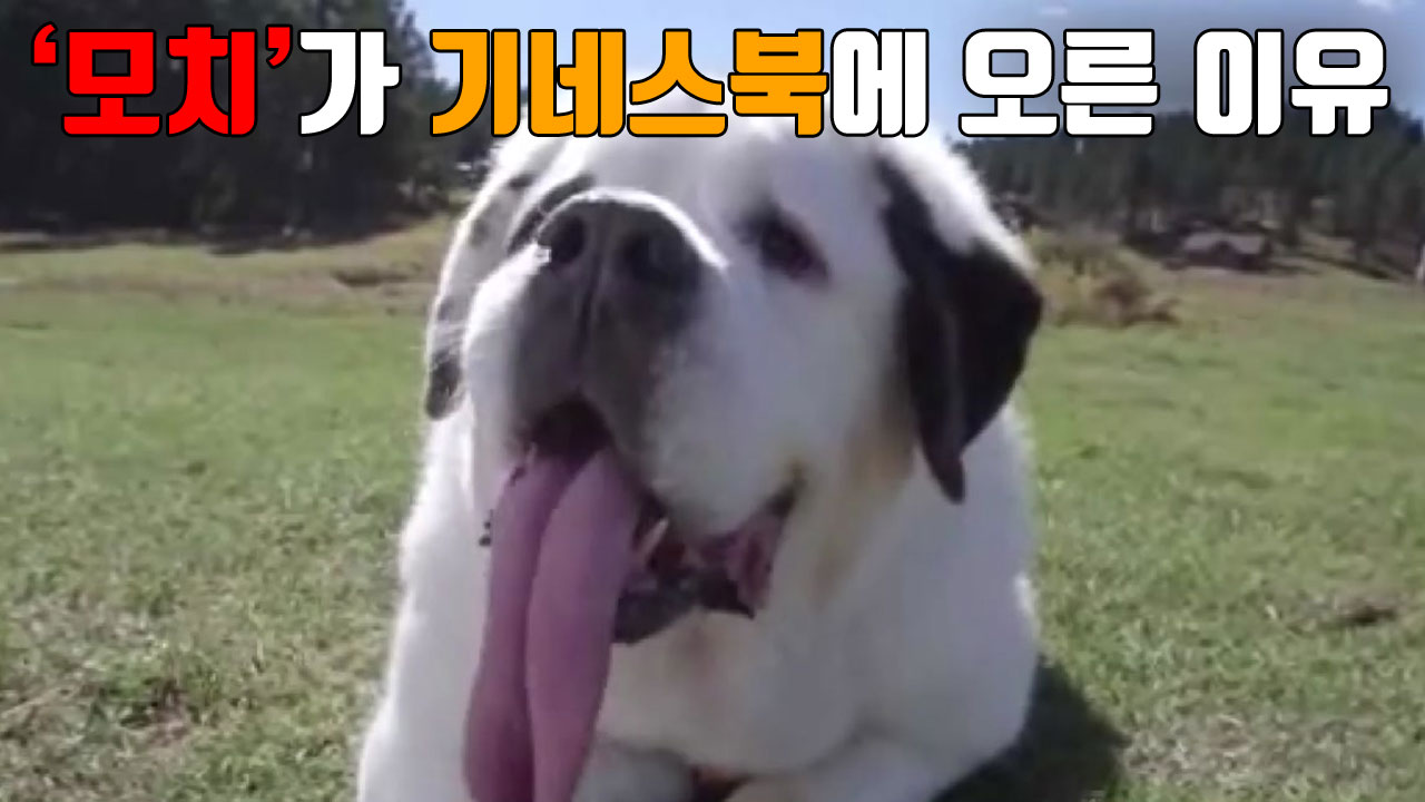 [자막뉴스] 세계에서 가장 긴 혀 가진 개 '모치'
