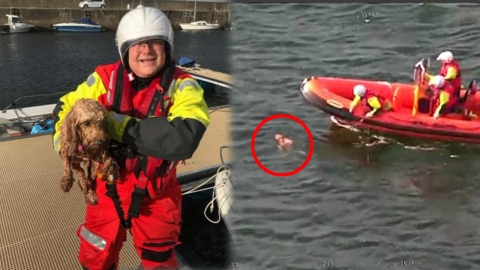 훈련하던 응급 구조대, 바다에 빠진 강아지 '우연히' 구해