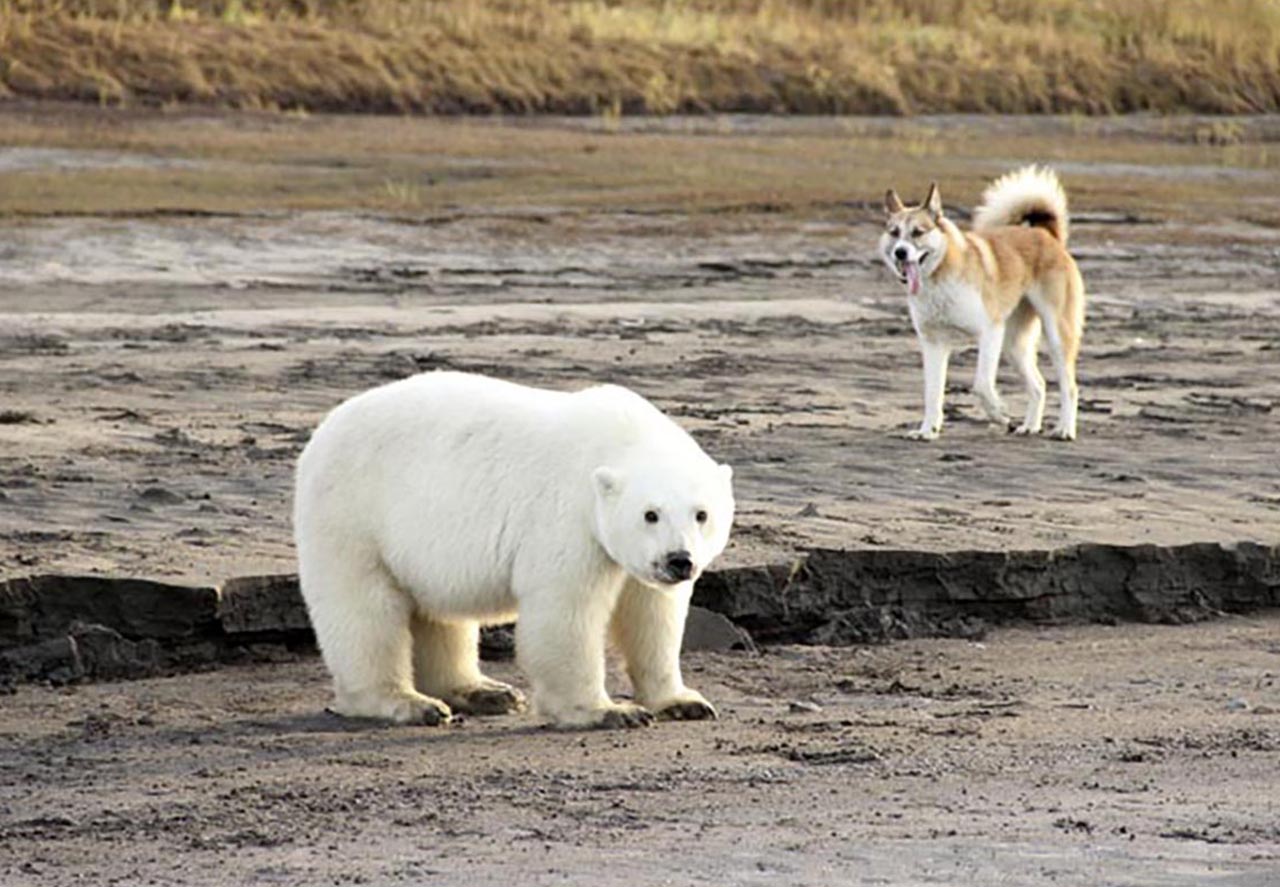 북극서 730km 떨어진 마을에서 발견된 새끼 북극곰 한 마리