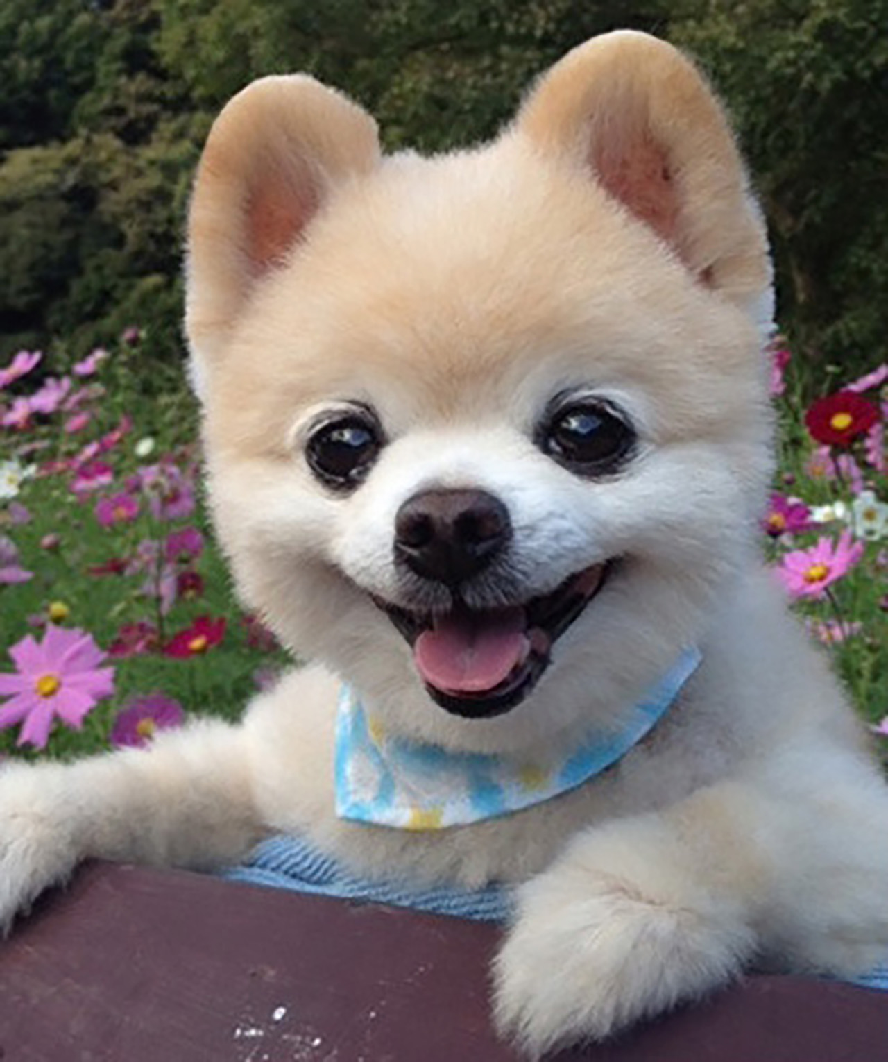 세상에서 가장 귀여운 강아지 '슌스케' 무지개다리 건넜다