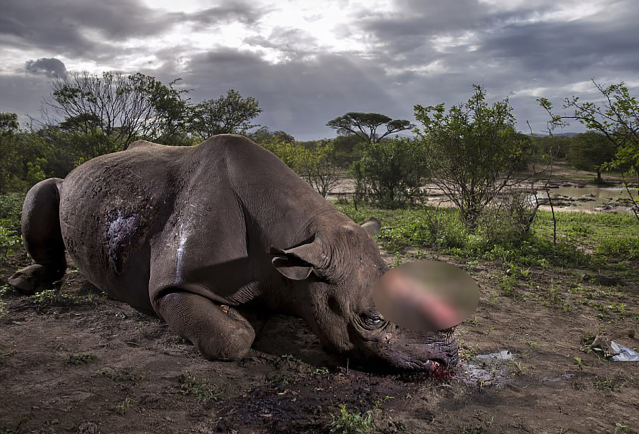 밀렵꾼에게 뿔 잘리고 힘없이 죽어가는 멸종위기 코뿔소