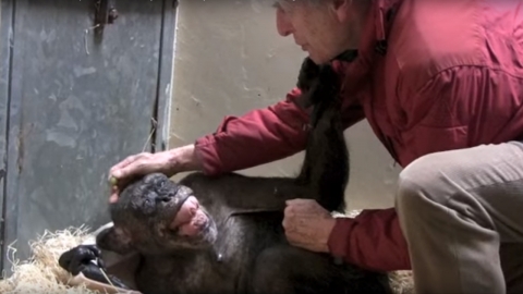 죽음 앞둔 침팬지, 40년 지기 인간 친구에게 '마지막 인사'