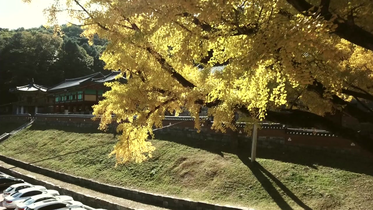 [영상] 가을옷 입은 치악산 은행나무