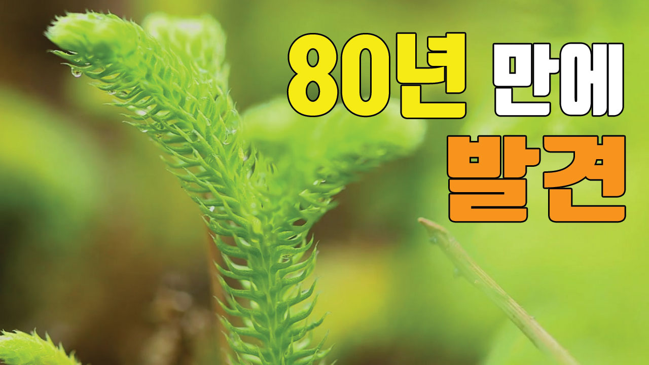 [자막뉴스] 희귀 식물 '물석송' 80년 만에 발견 