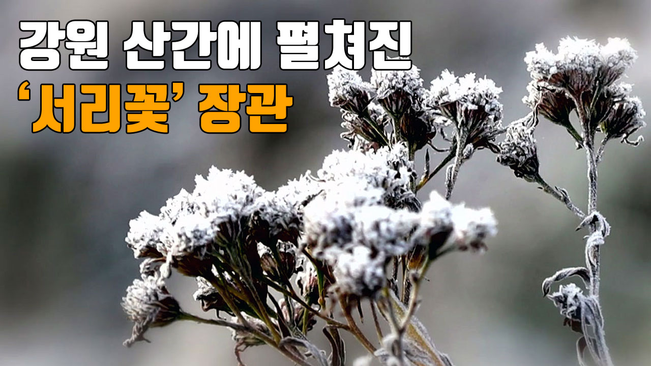 [자막뉴스] 강원 산간에 펼쳐진 '서리꽃 장관'