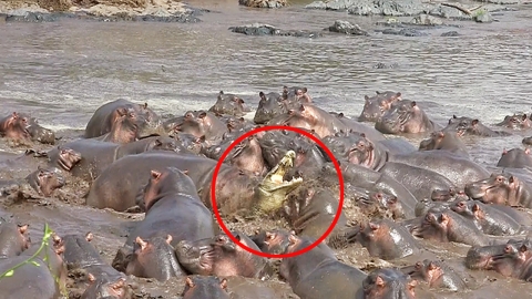 악어로부터 새끼 지키기 위해 단체로 공격하는 하마떼
