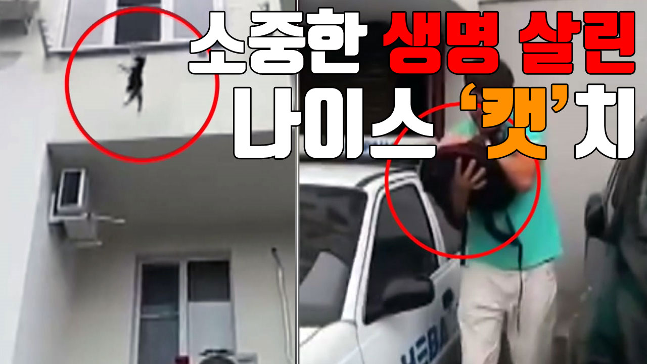 [자막뉴스] 소중한 생명 살린 나이스 '캣'치