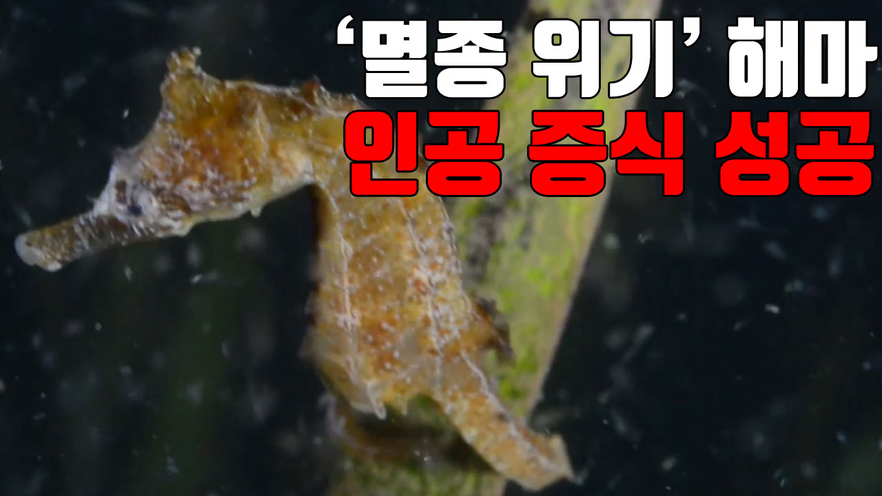 [자막뉴스] '멸종 위기' 해마 인공 증식 성공