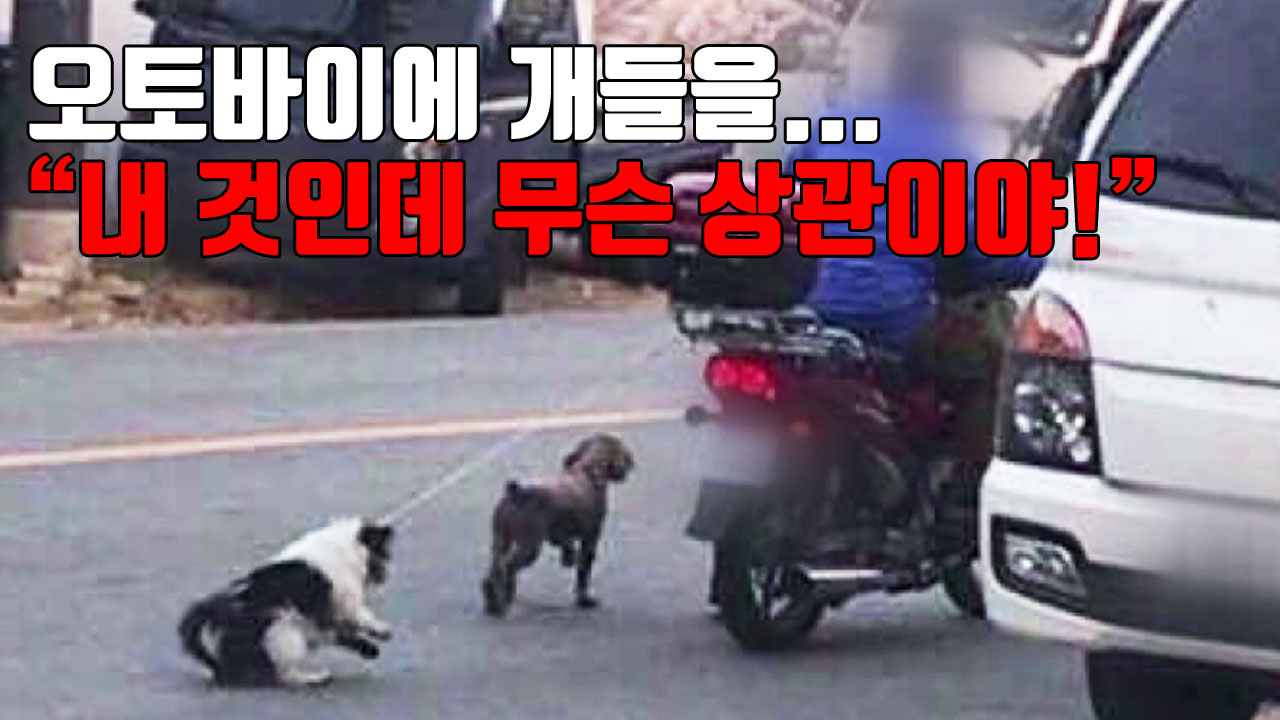 [자막뉴스] 오토바이에 개들을..."내 것인데 무슨 상관이야!"