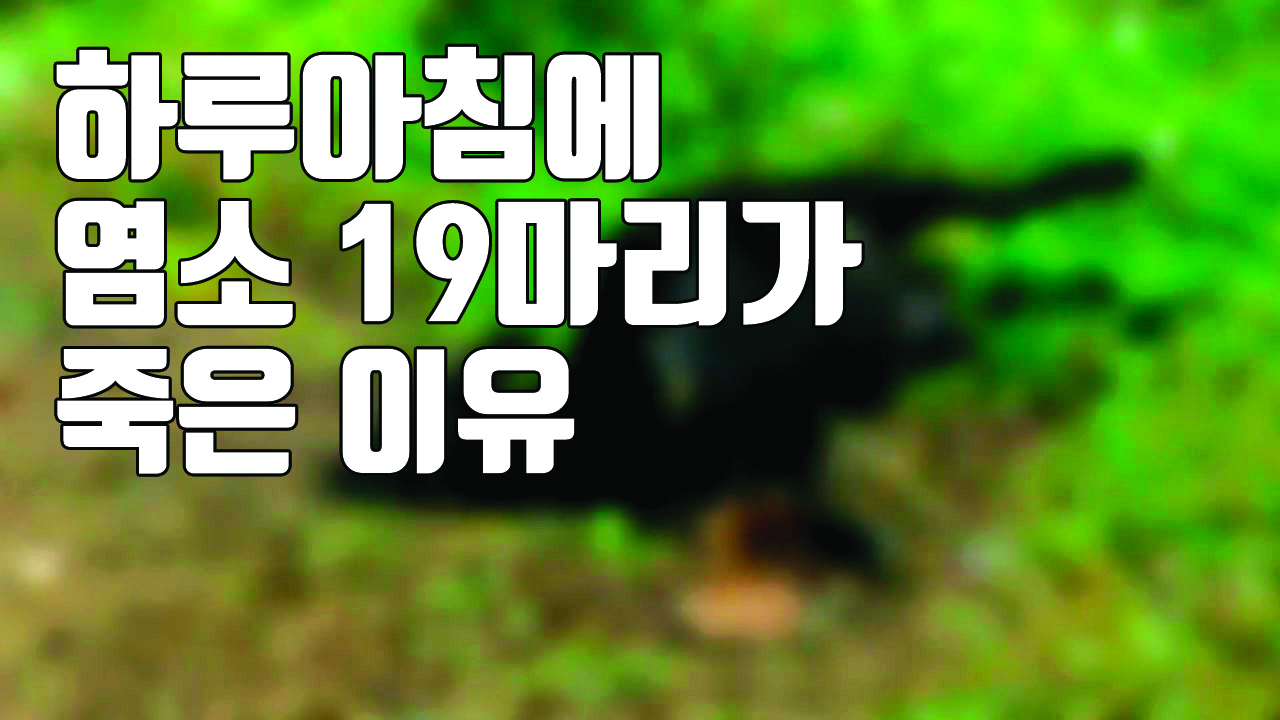 [자막뉴스] 하루아침에 사냥개 물려 죽은 염소 19마리