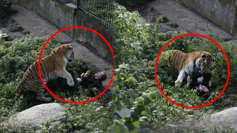 호랑이에 습격당한 사육사, 관람객들 도움으로 목숨 건져