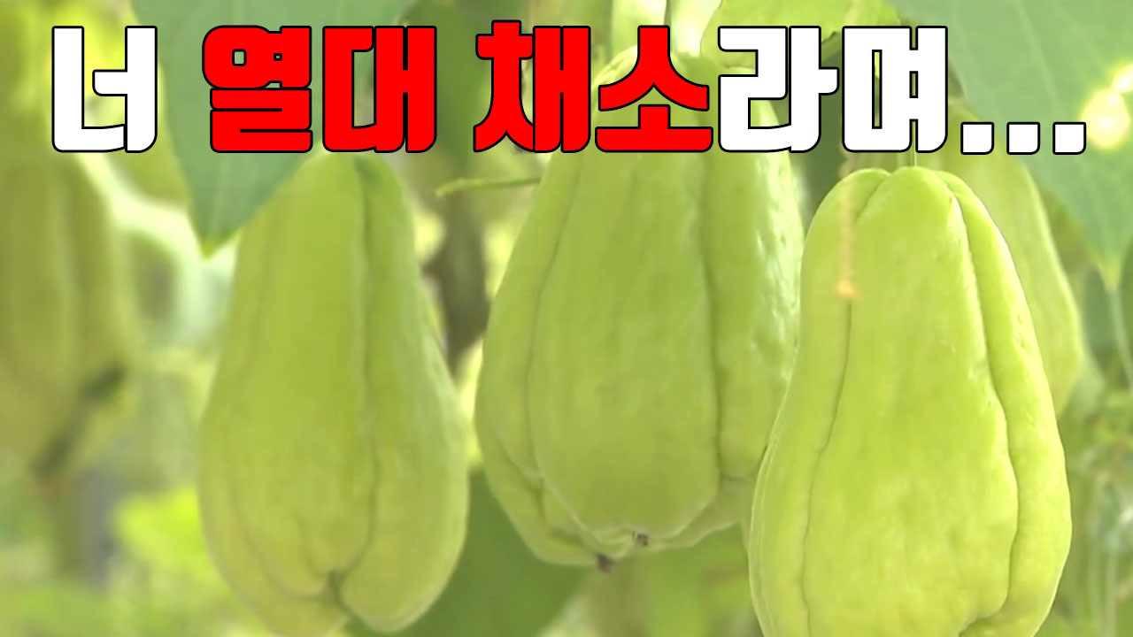 [자막뉴스] 열대 채소 '차요테' 이제는 중부권에서도 재배