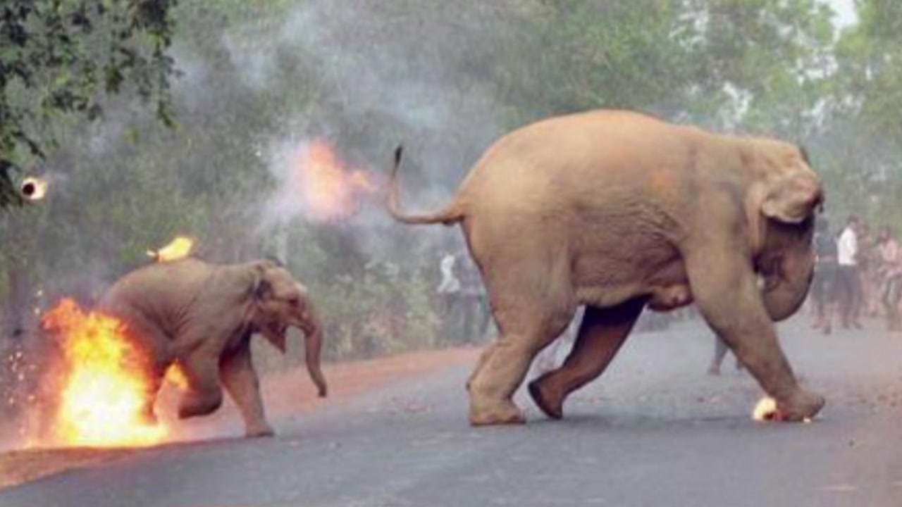 "지옥은 여기"...인도 '불타는 코끼리' 충격