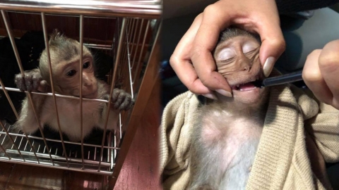 카페인 과다복용... 관광객 커피 훔쳐 마신 원숭이의 최후