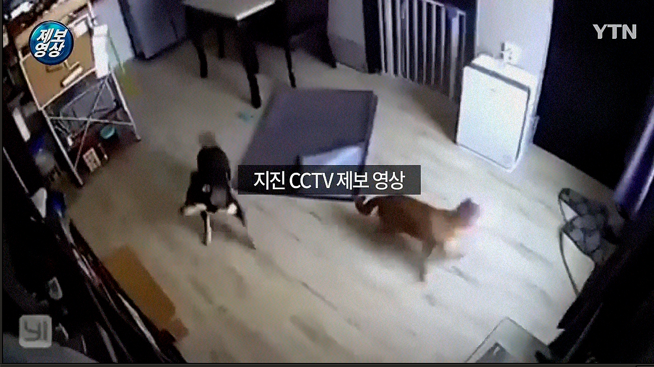 [제보영상] "잠자던 개도 깜놀"···포항 지진 CCTV