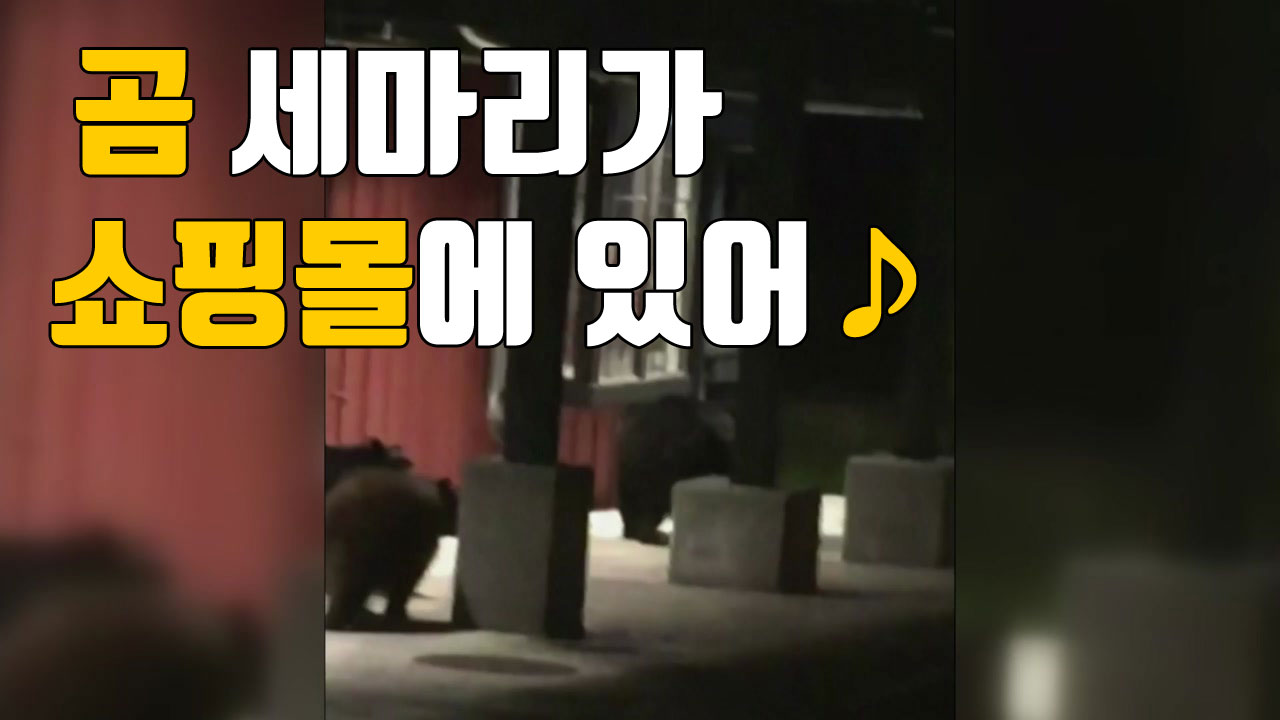 [자막뉴스] 쇼핑몰에 나타난 곰 세마리 '황당'