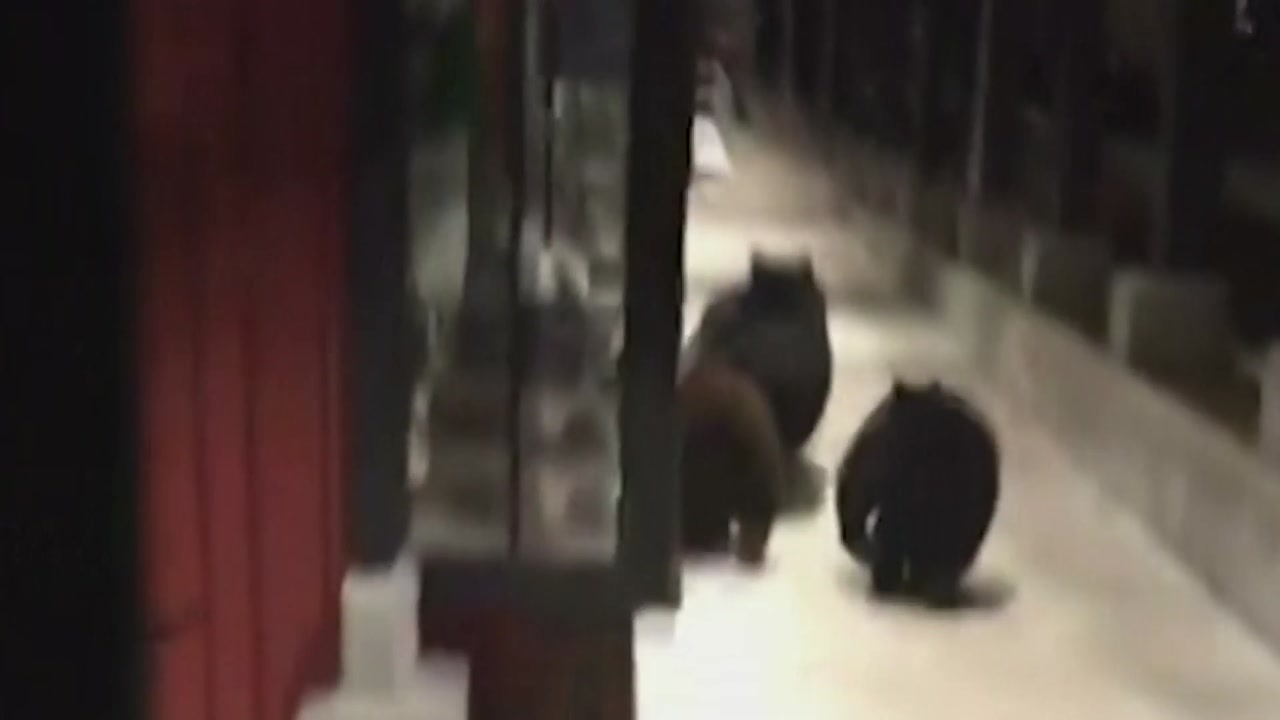 [영상] 美 캘리포니아 쇼핑몰서 곰 세마리 야반도주