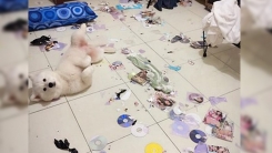 주인이 10년간 모아온 '성인물' 모두 물어뜯은 반려견
