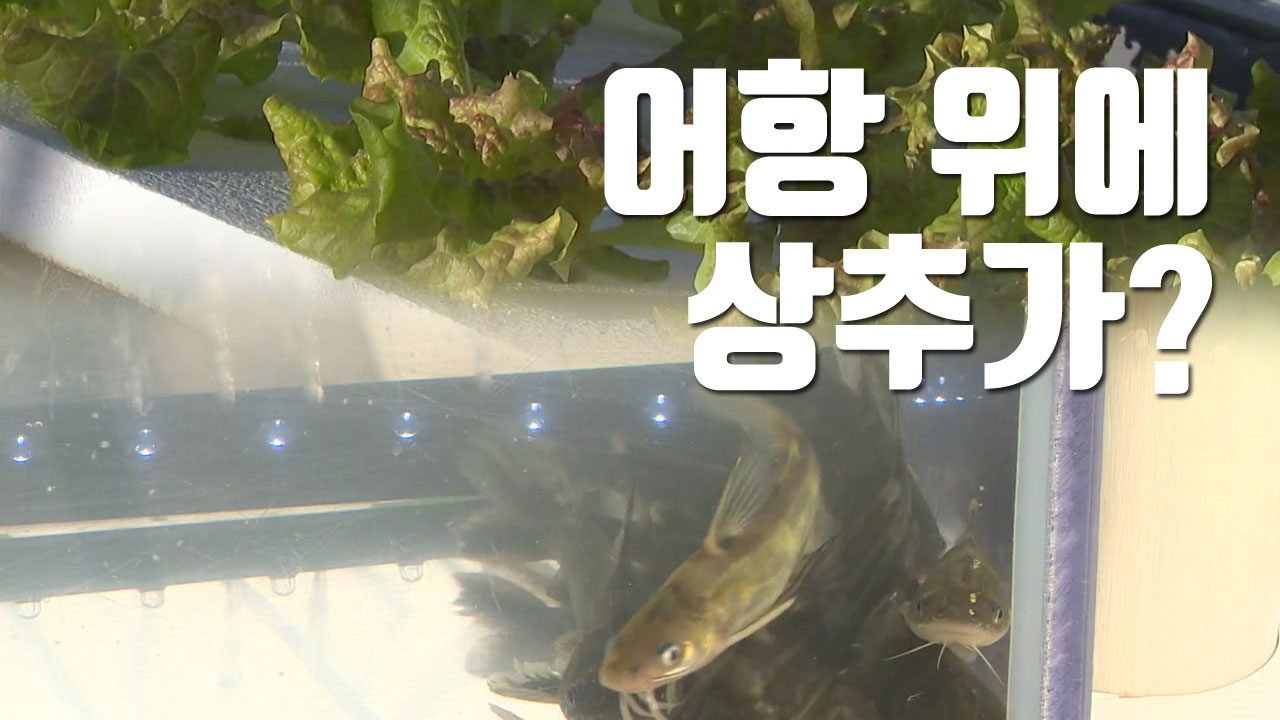 [자막뉴스] '어항 위에 상추' 물고기·채소 함께 기른다
