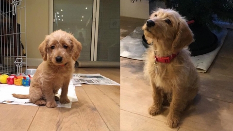 생애 첫 산책에서 길 잃은 강아지, 3일동안 주인 기다려…