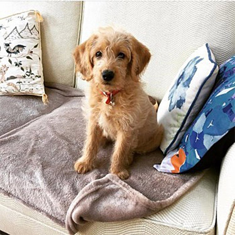 생애 첫 산책에서 길 잃은 강아지, 3일동안 주인 기다려…