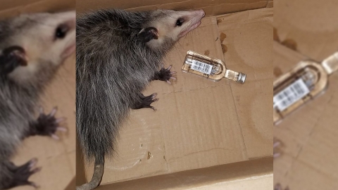 가게에서 술 훔쳐 마시고 만취한 상태로 발견된 '쥐'