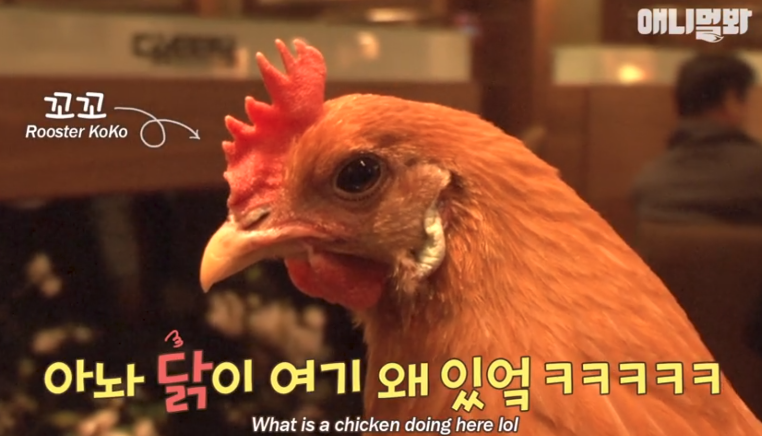 '너가 왜 여기 있어?' 치킨집에 사는 살아 있는 닭 