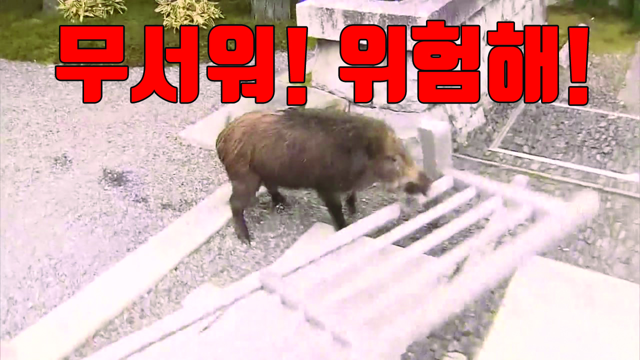 [자막뉴스] 日, 학교로 돌진한 멧돼지에 학생들 '혼비백산'