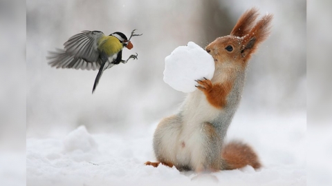 '같이 좀 먹자!' 청설모 겨울 식량 빼앗아 먹는 작은 새 