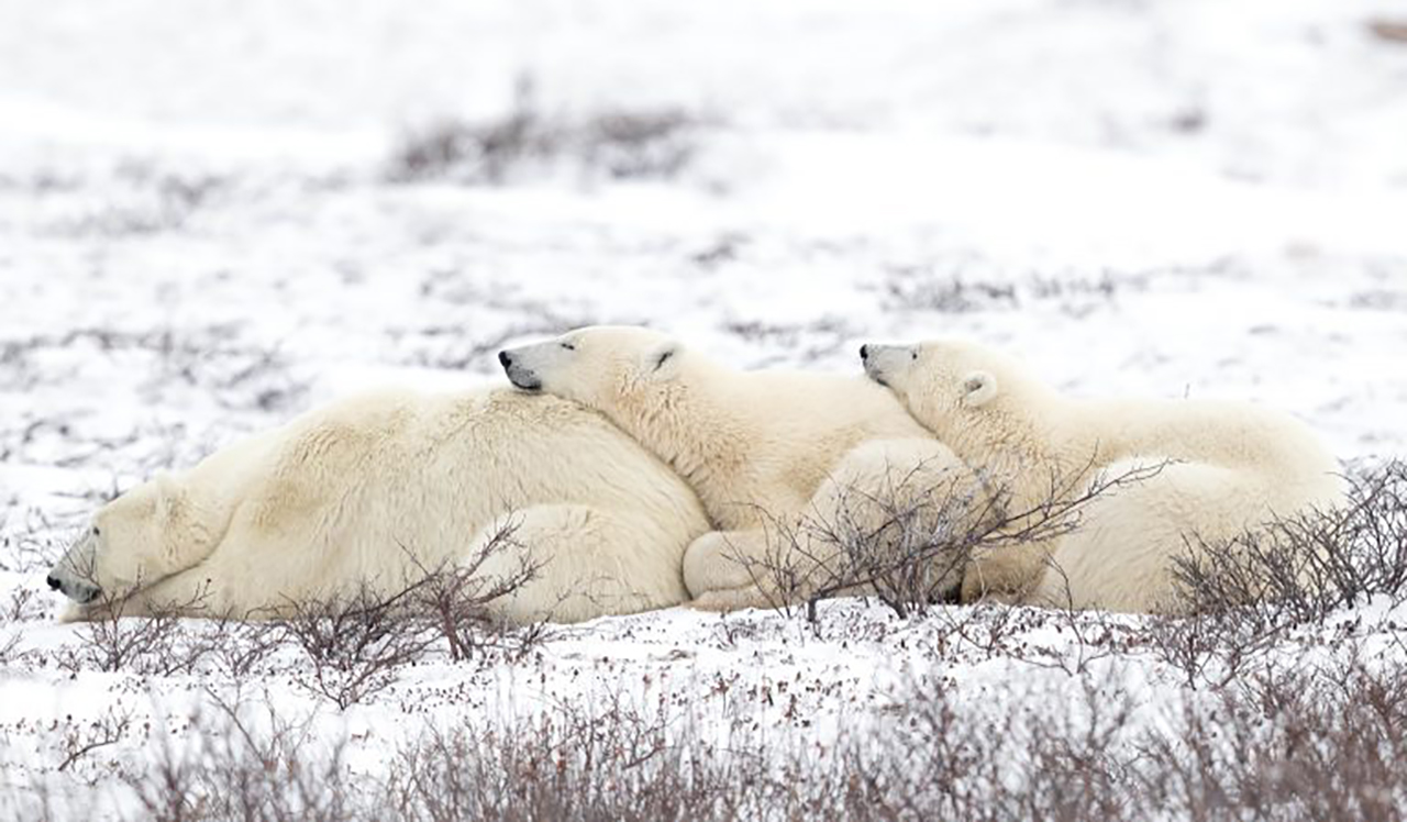 눈밭에서 서로에게 기대어 낮잠 자는 북극곰 가족