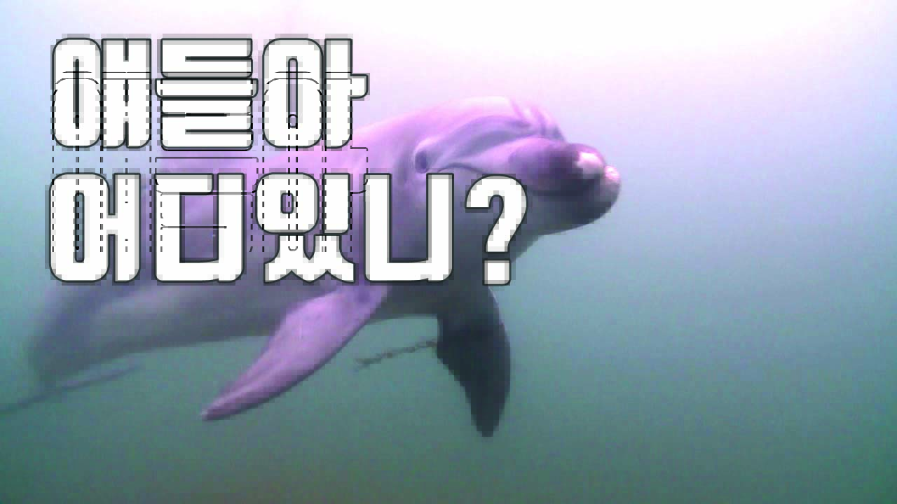 [자막뉴스] 제주 해안에 방류된 돌고래들, 5개월째 깜깜무소식