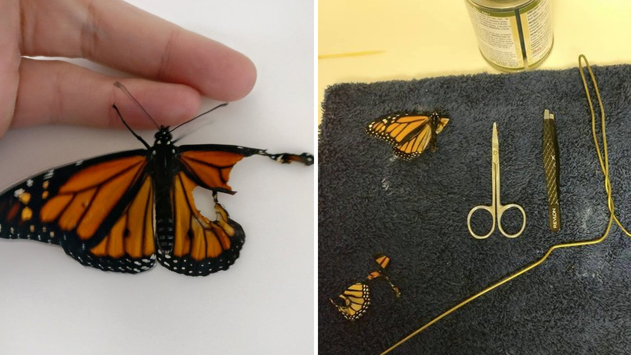 날개 잃은 나비에게 '새 날개'를 만들어 준 여성