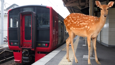 일본 열차, 사슴과 충돌 방지 위해 '개 짖는 소리' 스피커 부착