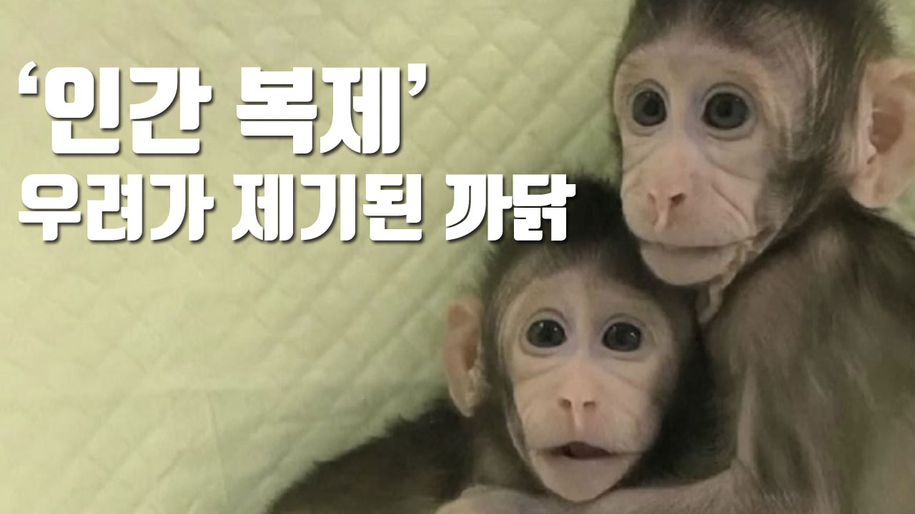 [자막뉴스] 중국, 세계 첫 '체세포핵치환' 원숭이 복제