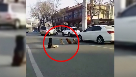 로드킬 당해 죽은 친구 떠나지 못하는 강아지들